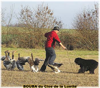 le bouvier des flandres et les oies - Elevage du CLOS DE LA LUETTE - COPYRIGHT DEPOSE